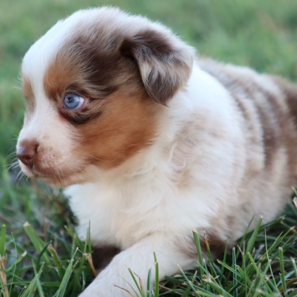 Miniature Australian Shepherd Puppy for Sale