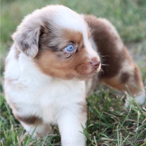 Miniature Australian Shepherd Puppy for Sale