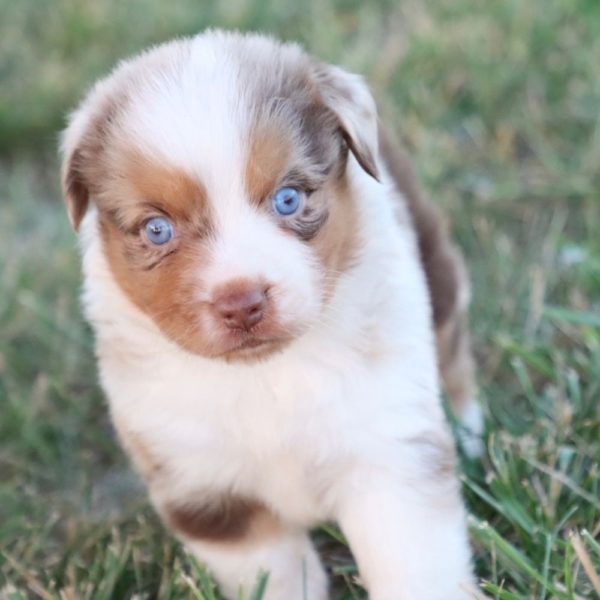 Miniature Australian Shepherd Puppy for Sale