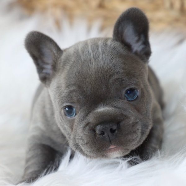 French Bulldog Puppy for Sale