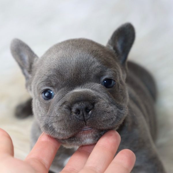 French Bulldog Puppy for Sale