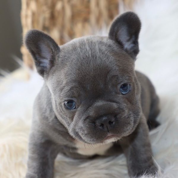 French Bulldog Puppy for Sale