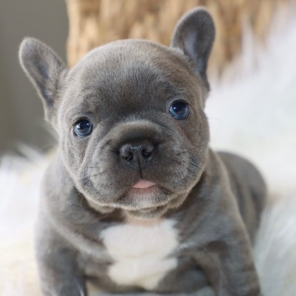 French Bulldog Puppy for Sale