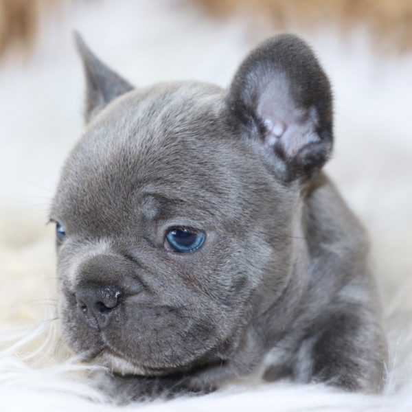 French Bulldog Puppy for Sale
