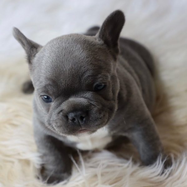 French Bulldog Puppy for Sale
