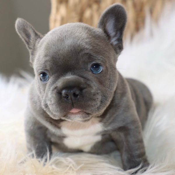 French Bulldog Puppy for Sale