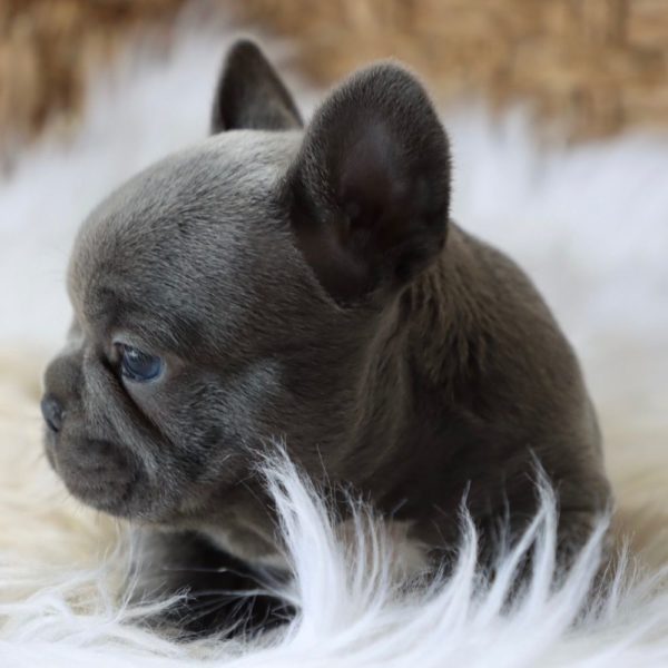 French Bulldog Puppy for Sale