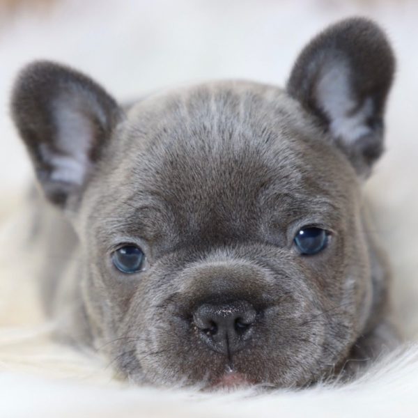 French Bulldog Puppy for Sale