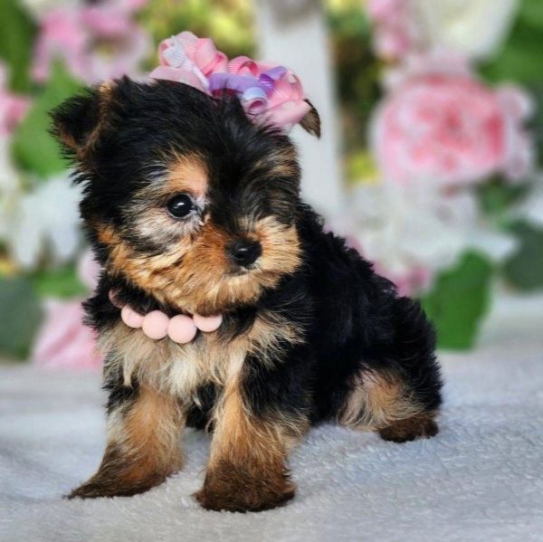 Yorkshire Terrier Puppy for Sale