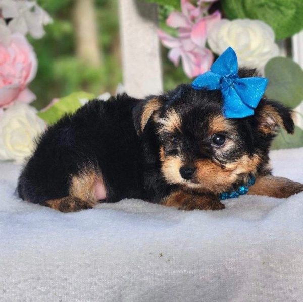 Yorkshire Terrier Puppy for Sale