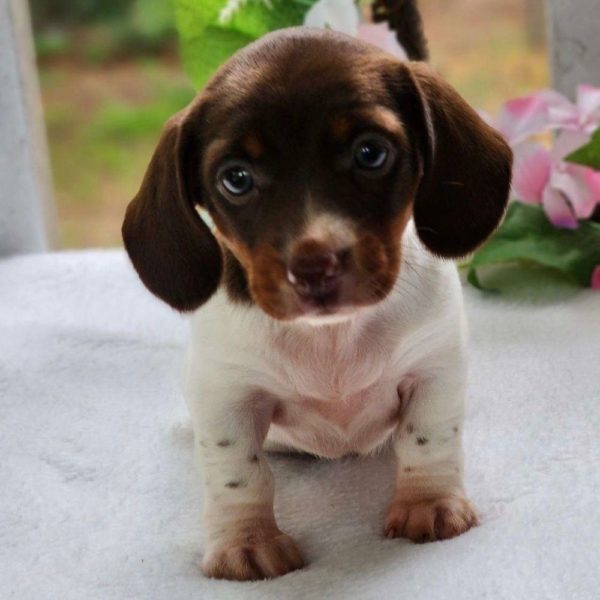Mini Dachshund Puppy for Sale