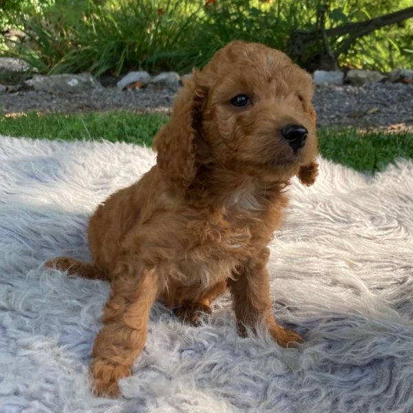 F1b Mini Goldendoodle Puppy for Sale