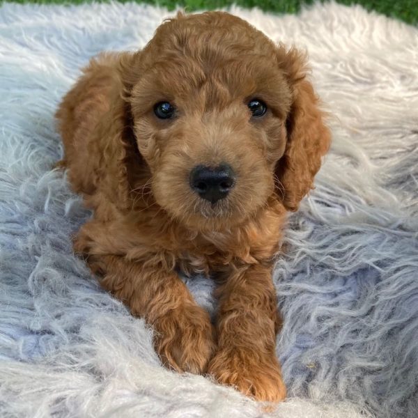 F1b Mini Goldendoodle Puppy for Sale