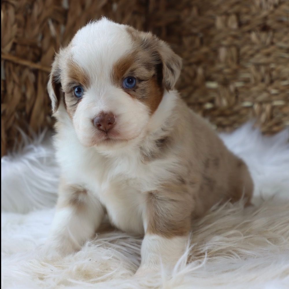 Miniature Australian Shepherd Puppies For Sale Central Parkpuppies