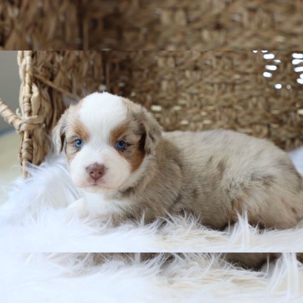 Miniature Australian Shepherd Puppy for Sale