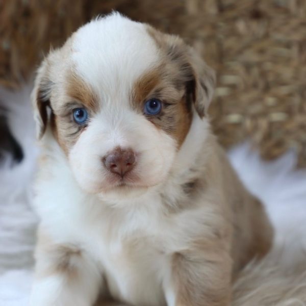 Miniature Australian Shepherd Puppy for Sale