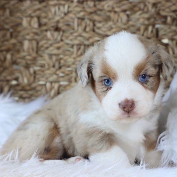 Miniature Australian Shepherd Puppy for Sale
