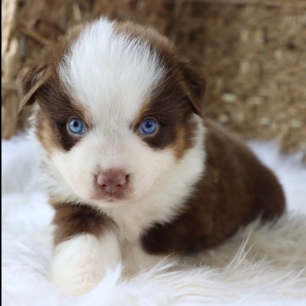 Miniature Australian Shepherd Puppy for Sale