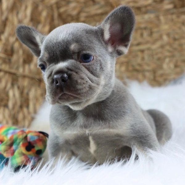 French Bulldog Puppy for Sale