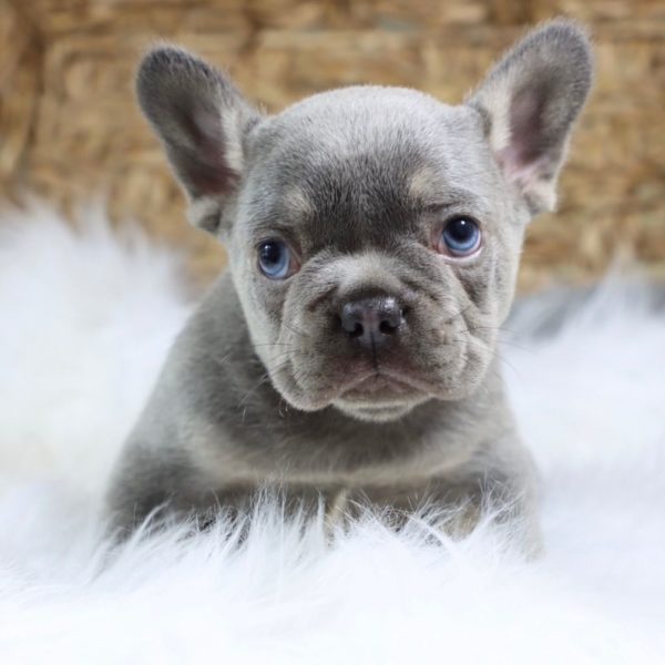 French Bulldog Puppy for Sale