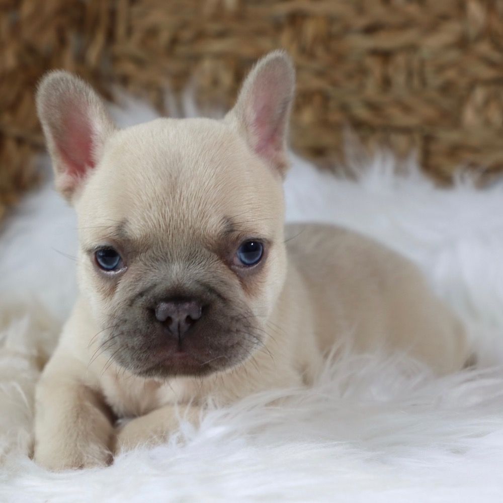 French Bulldog Puppies for Sale Adorable, Healthy, and Playful