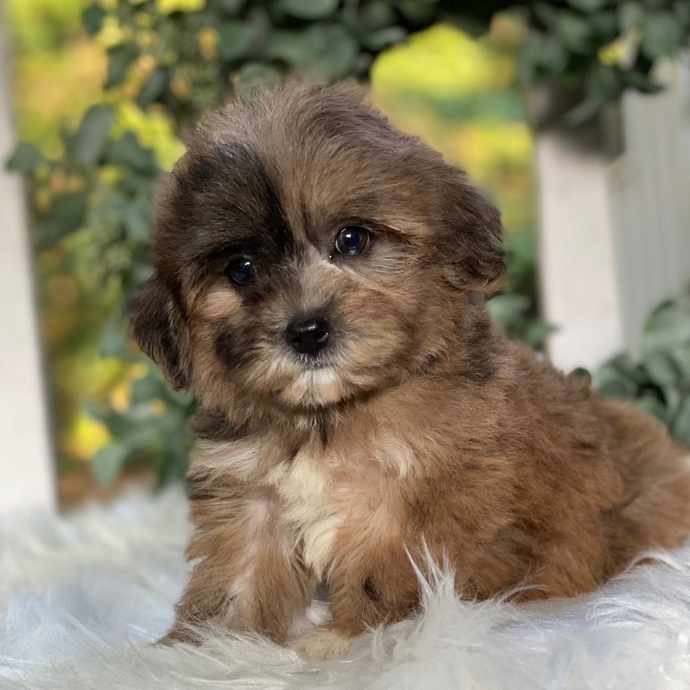 Havapoo Puppies for Sale | Central Park Puppies