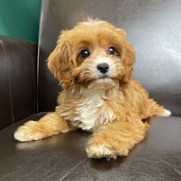 F1 Cavapoo Puppy for Sale