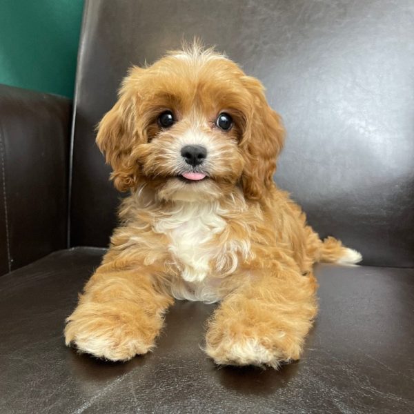 F1 Cavapoo Puppy for Sale