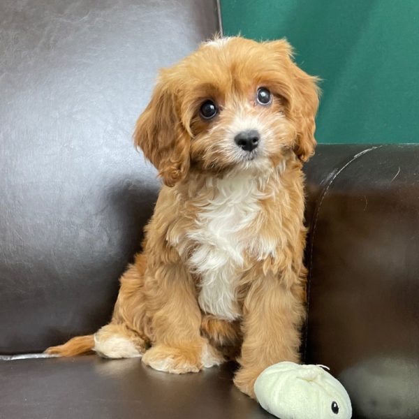 F1 Cavapoo Puppy for Sale