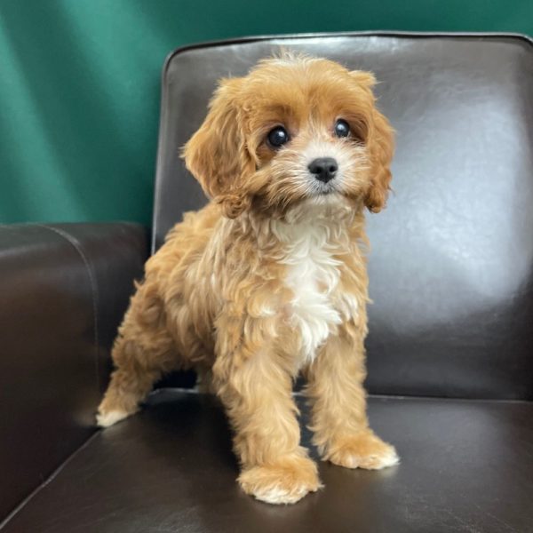 F1 Cavapoo Puppy for Sale