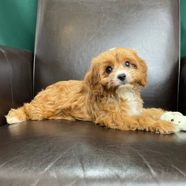 F1 Cavapoo Puppy for Sale