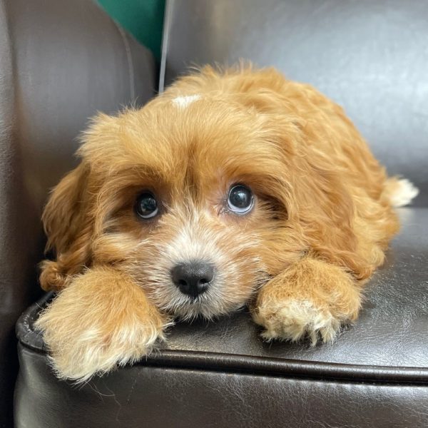 F1 Cavapoo Puppy for Sale