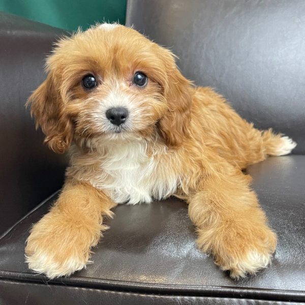 F1 Cavapoo Puppy for Sale