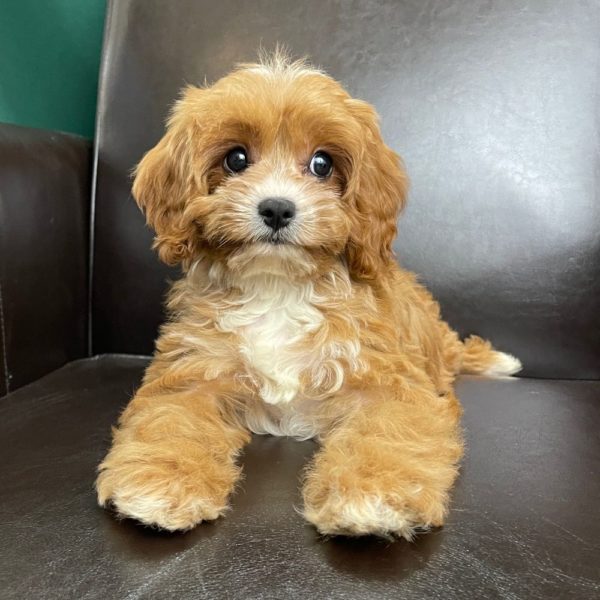 F1 Cavapoo Puppy for Sale