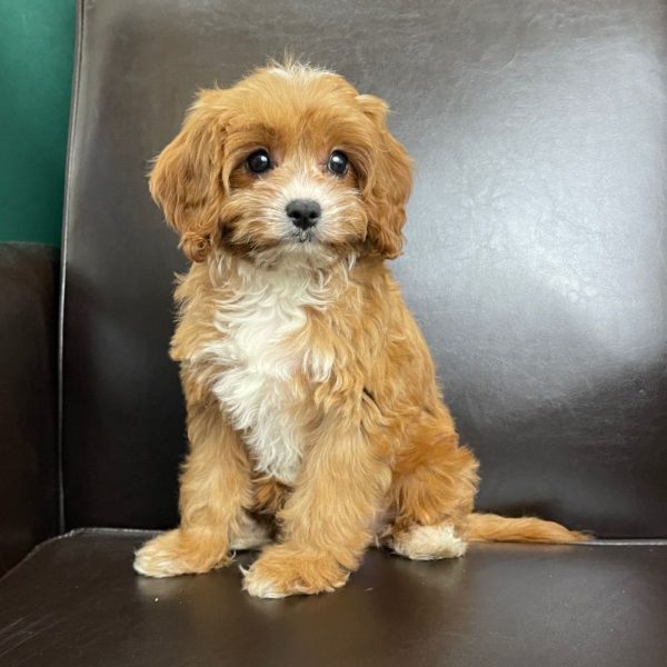 F1 Cavapoo Puppy for Sale