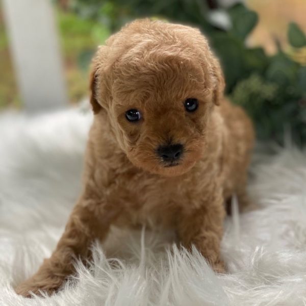 Female Toy Poodle Puppy For Sale 