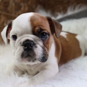 English Bulldog Puppy for Sale