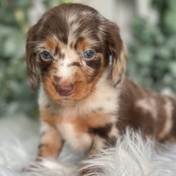 Mini Dachshund Puppy for Sale
