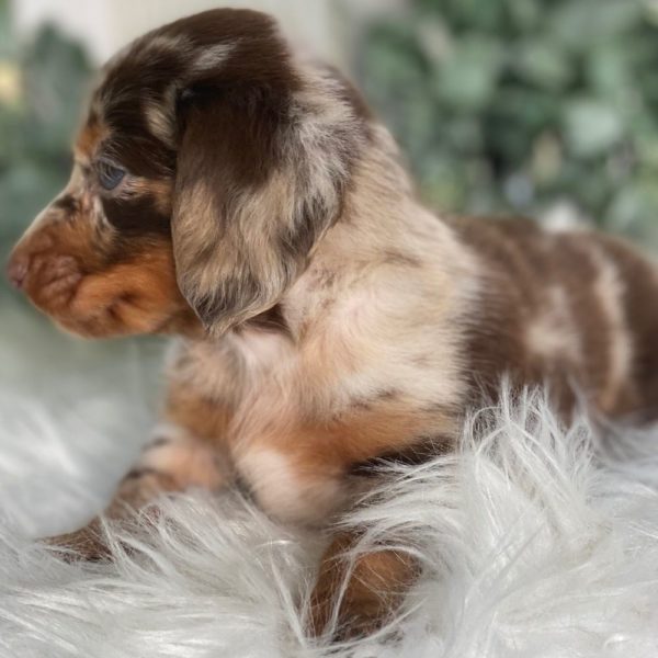 Mini Dachshund Puppy for Sale