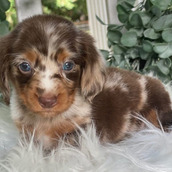 Mini Dachshund Puppy for Sale