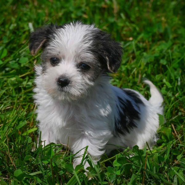 Morkie Puppy for Sale