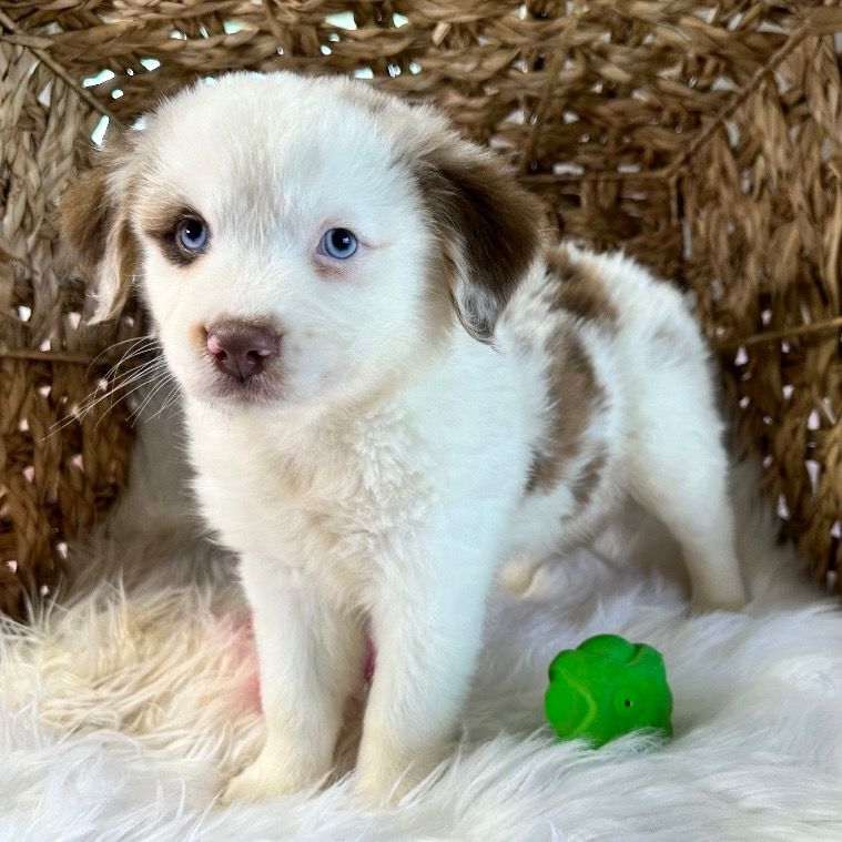 retning krater udkast Female Miniature Australian Shepherd Puppy for Sale | ID 8852-LB