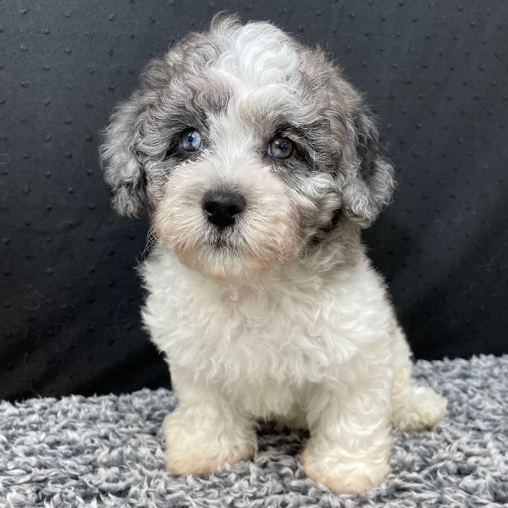 Havapoo Puppies for Sale | Central Park Puppies