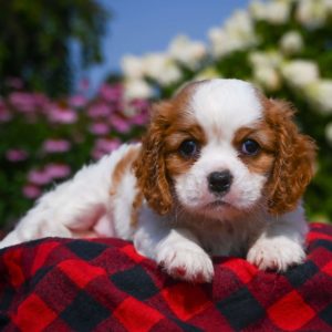 Cavalier King Charles Spaniel Puppy for Sale