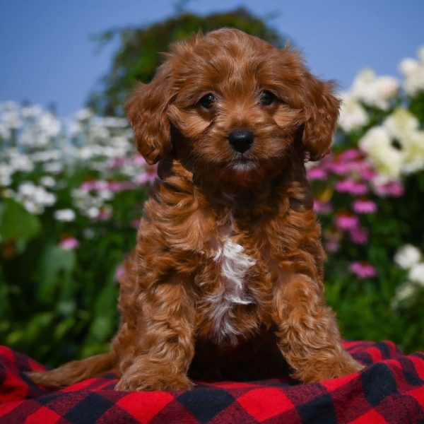 F1b Cavapoo Puppy for Sale