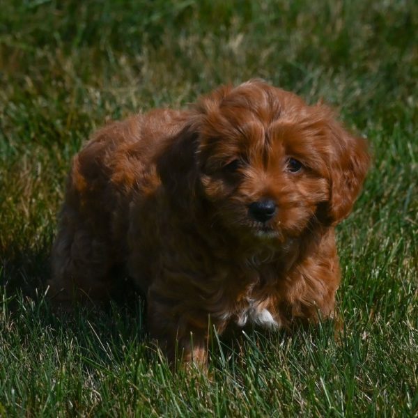 F1b Cavapoo Puppy for Sale