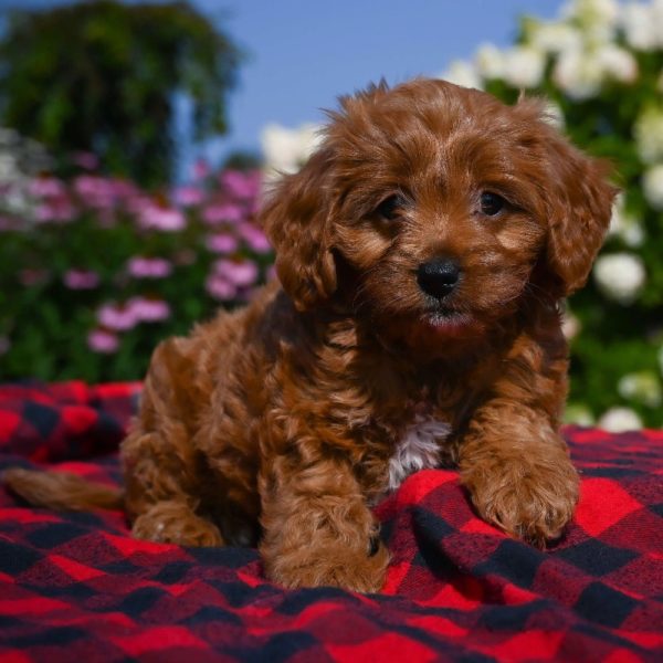 F1b Cavapoo Puppy for Sale