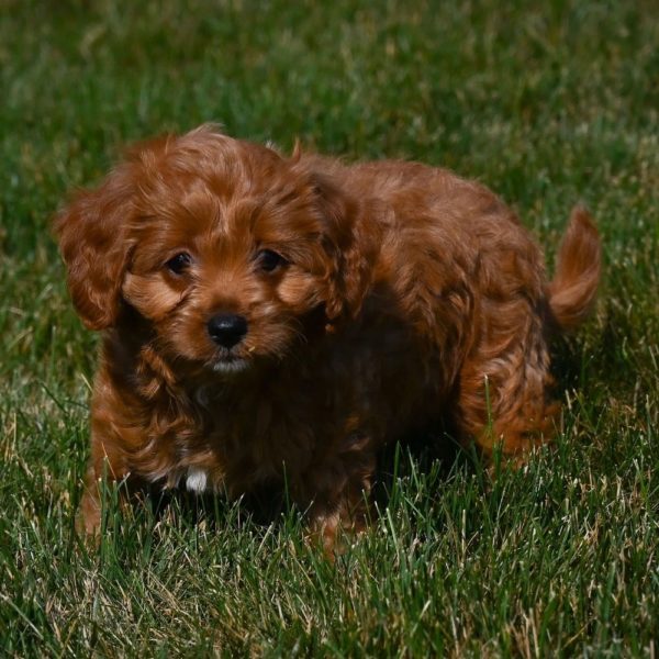 F1b Cavapoo Puppy for Sale