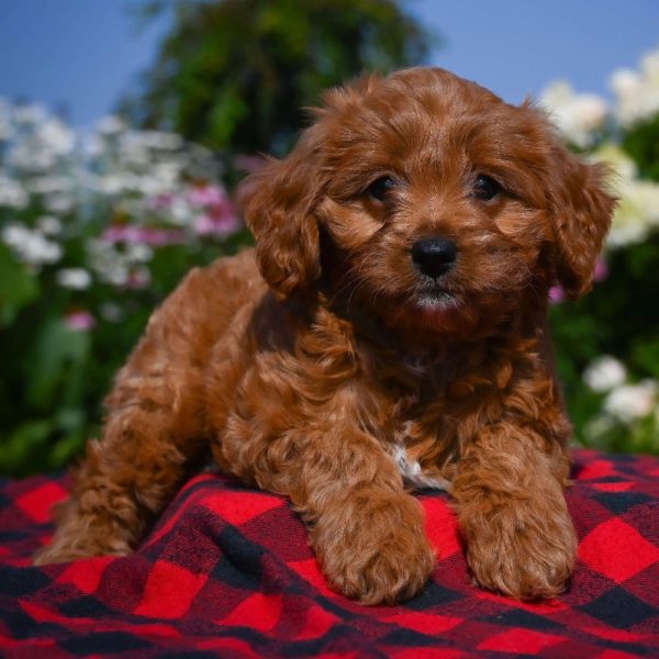 F1b Cavapoo Puppy for Sale