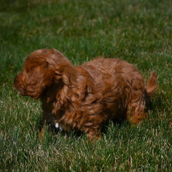 F1b Cavapoo Puppy for Sale